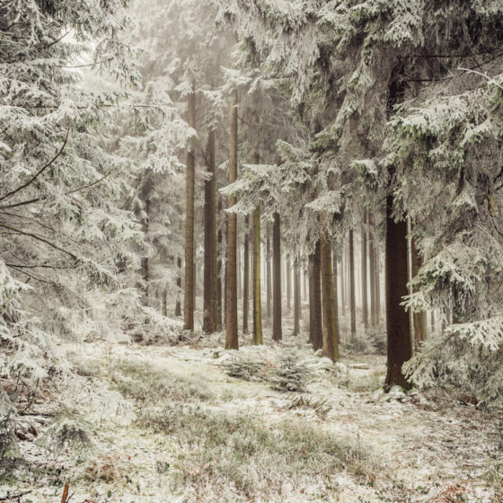 Eifel, winter forest, landscape photography by photographer Florian W. Mueller